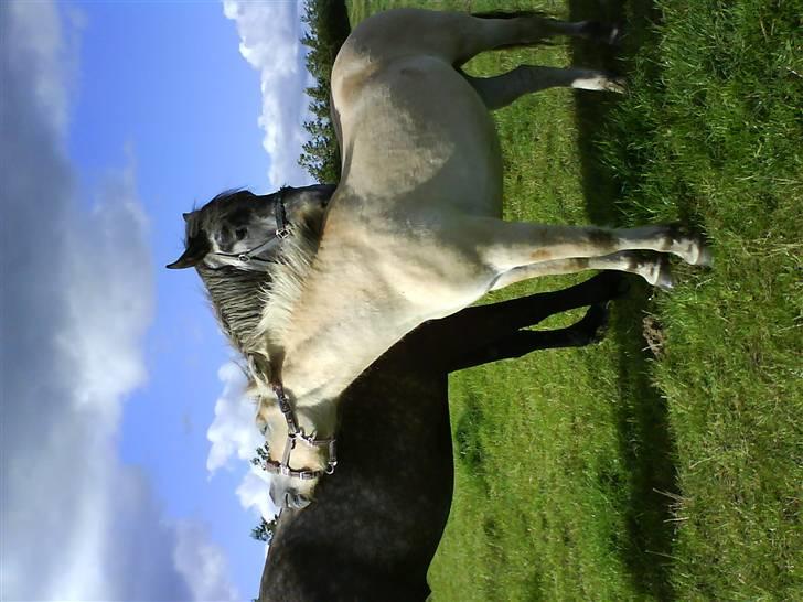 Fjordhest Huggeren :D ( Jannie's ) billede 3