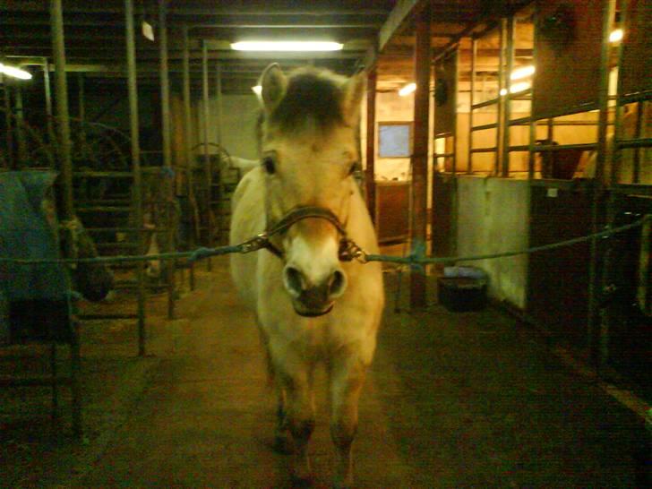 Fjordhest Huggeren :D ( Jannie's ) billede 4