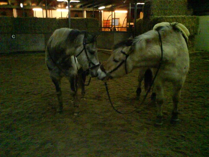 Fjordhest Huggeren :D ( Jannie's ) billede 5