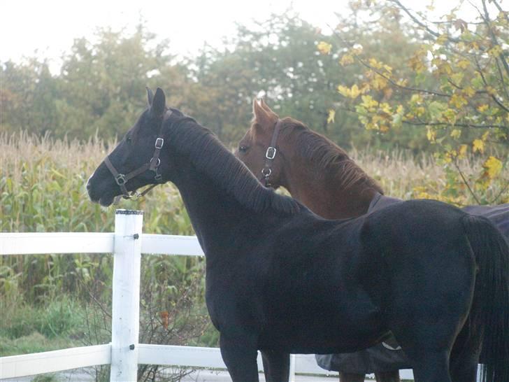 Anden særlig race Malou*solgt* billede 3