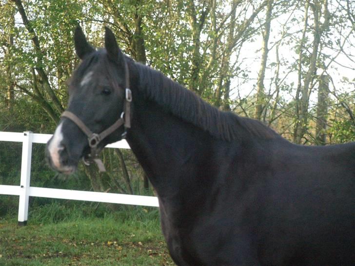 Anden særlig race Malou*solgt* billede 5