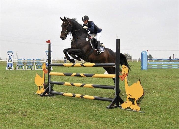 Oldenborg O'malley  - .. O´malley og jeg til stævne på and. en La over vores seje and spring. billede 7