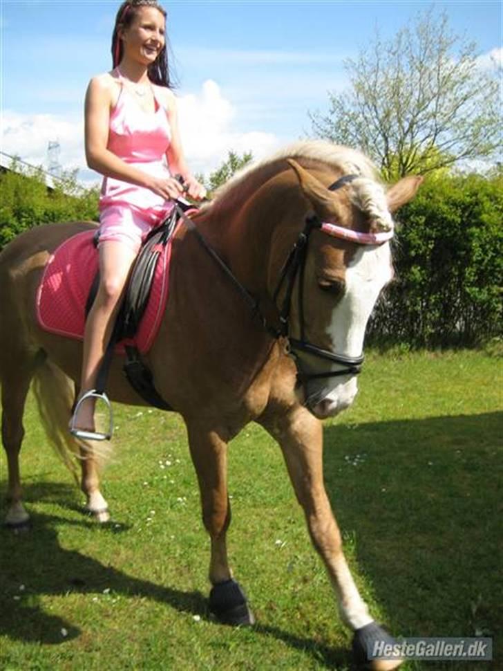 Haflinger Alladin. - Alladin og Cille , konfirmation :) billede 2