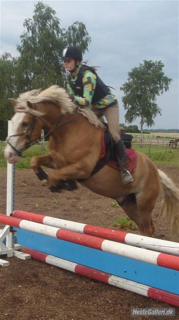 Haflinger Alladin. - Spring smukke!! billede 4