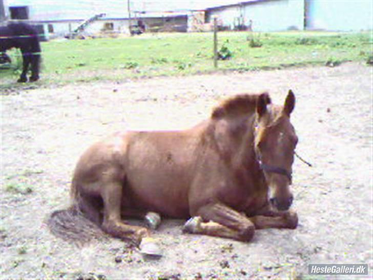 DSP zeus<3 (min egen) - Nuur Zeusen paa fold TAAK Ane hans gamle ejer billede 17