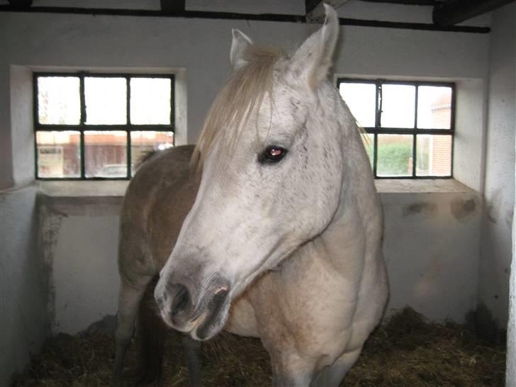 Arabisk fuldblod (OX) Cynthia ox 2172 billede 5