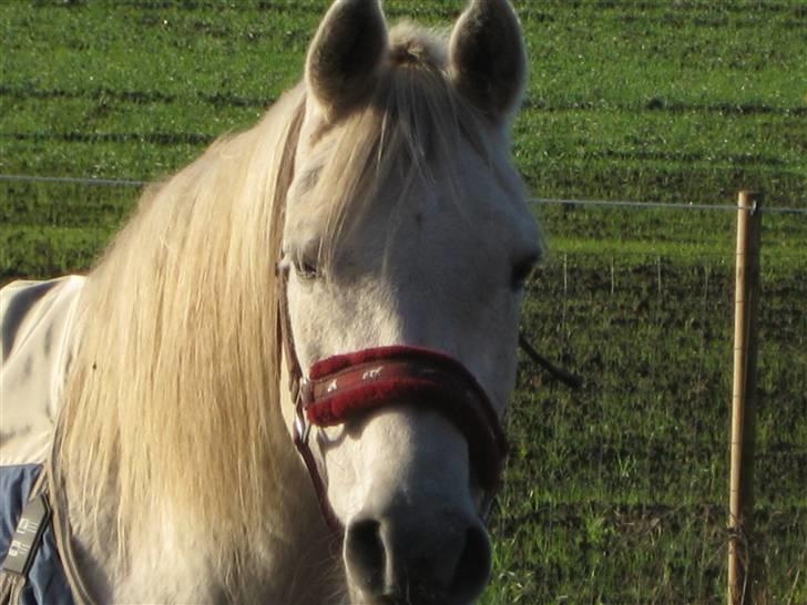 Arabisk fuldblod (OX) Cynthia ox 2172 billede 6