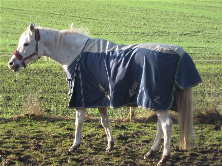 Arabisk fuldblod (OX) Cynthia ox 2172 billede 7