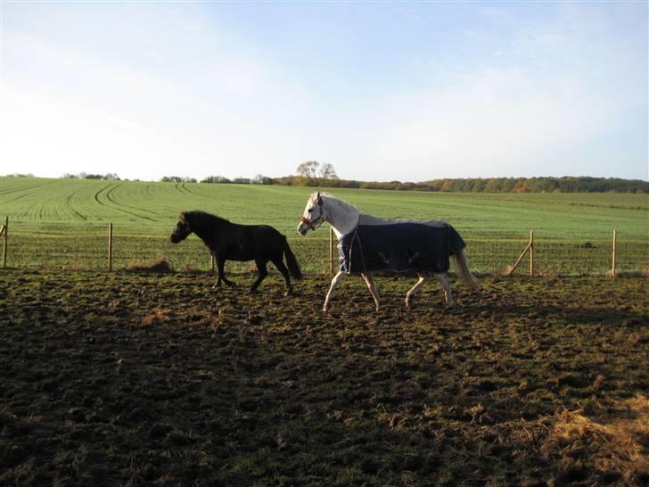 Arabisk fuldblod (OX) Cynthia ox 2172 billede 8