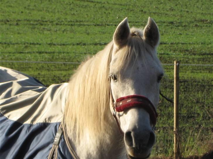 Arabisk fuldblod (OX) Cynthia ox 2172 billede 9