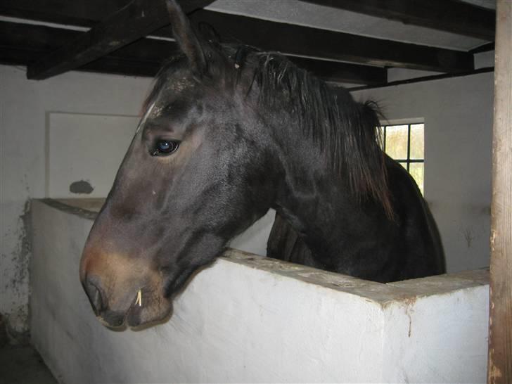 Oldenborg Lillegårdens Lea  ol 579 billede 4