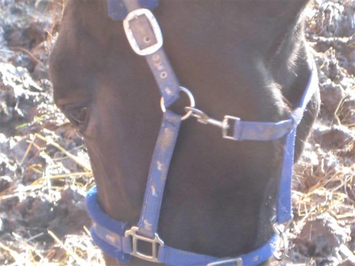 Oldenborg Lillegårdens Lea  ol 579 billede 6