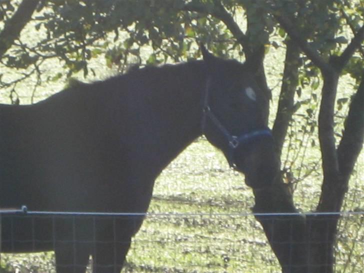 Oldenborg Lillegårdens Lea  ol 579 billede 7