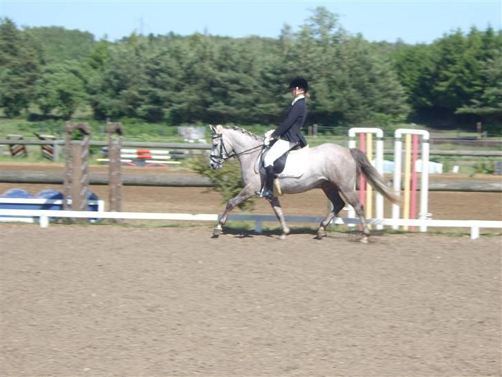 Connemara Canella billede 11