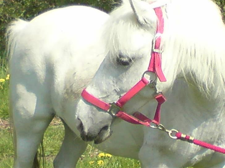 Anden særlig race Zafir : D - Hygge på græsplænen billede 1