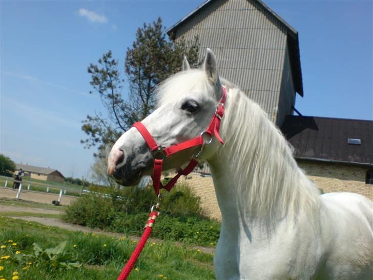 Anden særlig race Zafir : D - Hvad er mon det? xD billede 2