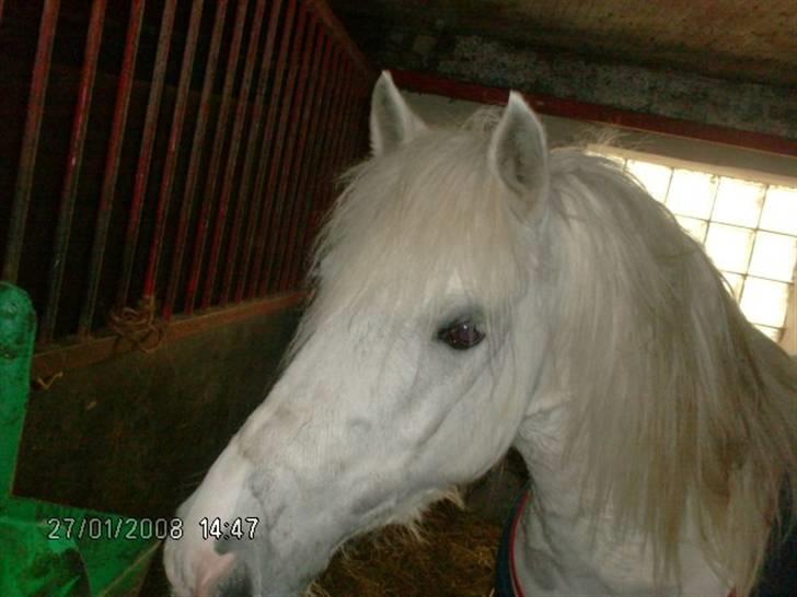 Anden særlig race Zafir : D - <33 billede 3