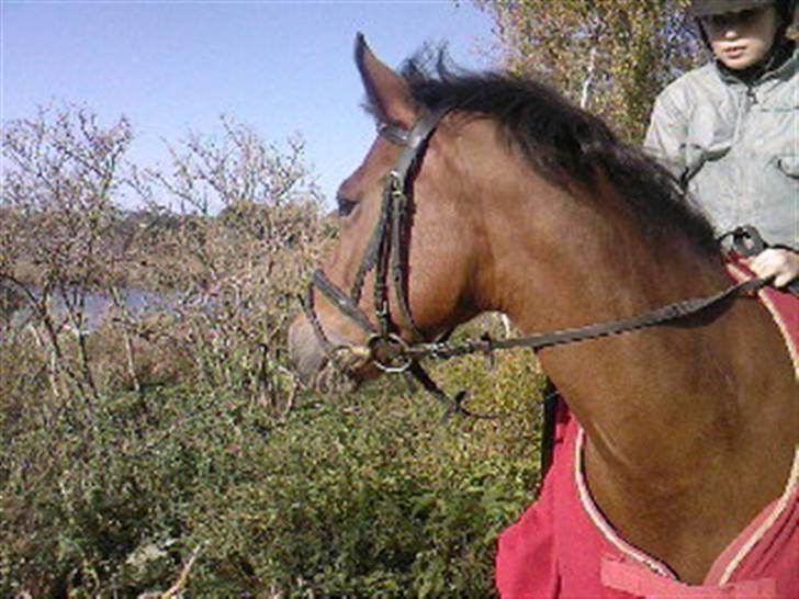 New Forest Fire Fod Joanna-solg t:-( billede 11