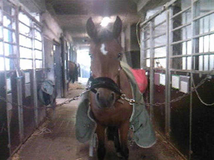 New Forest Fire Fod Joanna-solg t:-( billede 12