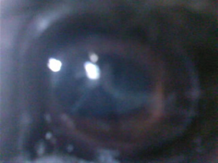 New Forest Fire Fod Joanna-solg t:-( billede 13