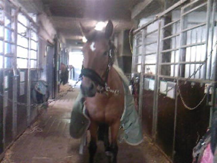 New Forest Fire Fod Joanna-solg t:-( billede 15