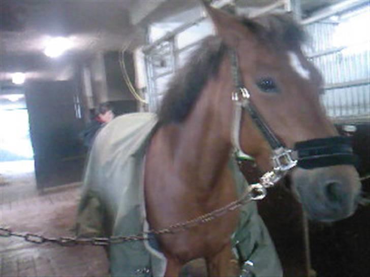 New Forest Fire Fod Joanna-solg t:-( billede 16