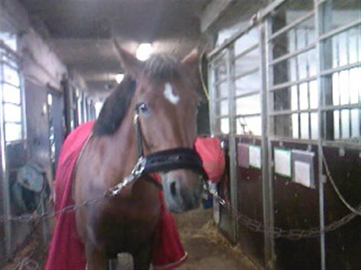 New Forest Fire Fod Joanna-solg t:-( billede 17