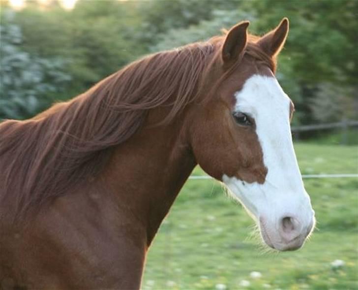 Anden særlig race Mistral *baby*  billede 1