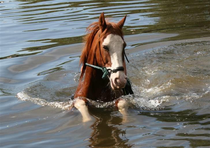 Anden særlig race Mistral *baby*  billede 5