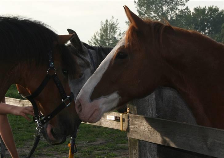 Anden særlig race Mistral *baby*  billede 7