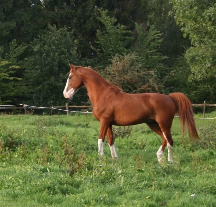 Anden særlig race Mistral *baby*  billede 8