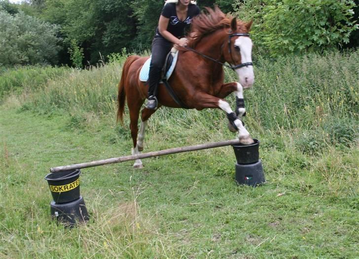 Anden særlig race Mistral *baby*  billede 11