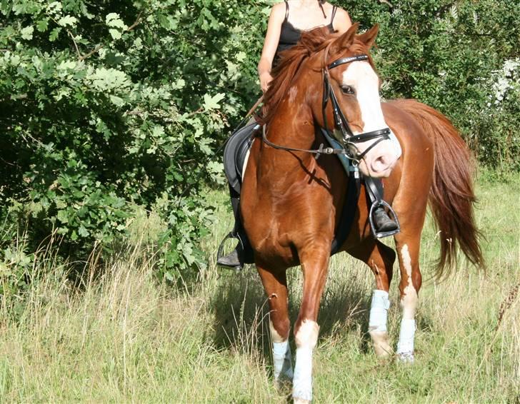 Anden særlig race Mistral *baby*  billede 13