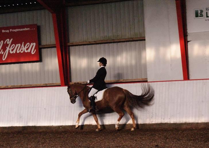 Tysk Sportspony Cardi Mac Kinney solgt :( - La1 Skjern (Fotograf: Charlotte Pedersen) billede 17