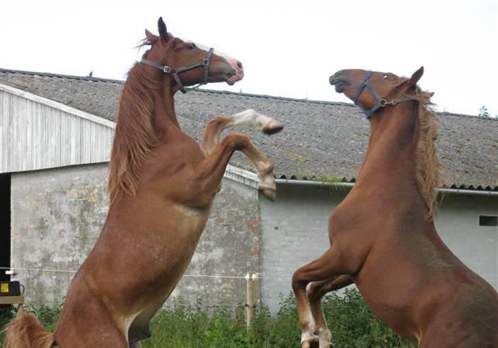 Frederiksborg Engkildegaards Argon  - Græs græs og atter græs. Hvor jeg dog bare elsker sommer! billede 15