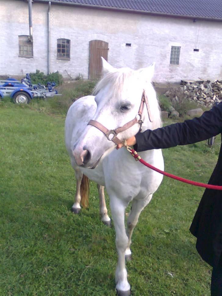 Anden særlig race Zafir : D - Halvlukket øje xD Er mega træt! Zzzz cx billede 4