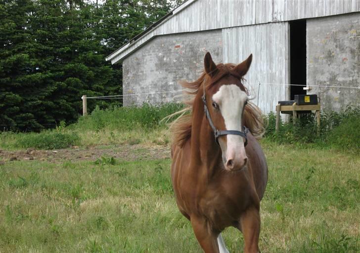 Frederiksborg Engkildegaards Argon  - Hvad var det du kaldte den lille sjove tingest du altid render rundt med? billede 16