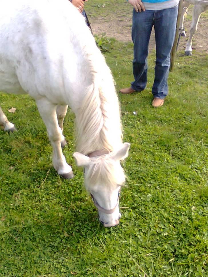 Anden særlig race Zafir : D - Mmmm. GRÆS! billede 5