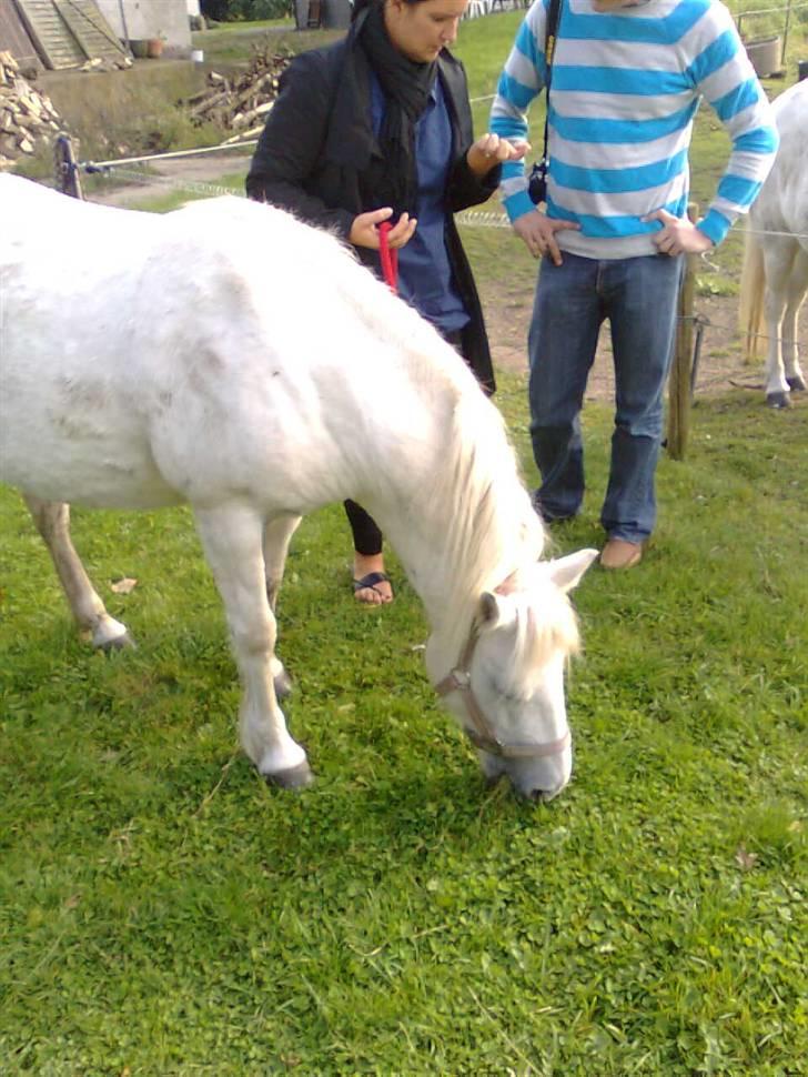 Anden særlig race Zafir : D - Ikke noget bedre end græs! <33 billede 6