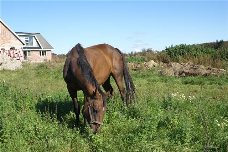 Dansk Varmblod Sachiko - billede taget d. 11 april ´09 billede 9