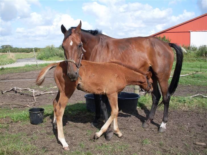 Dansk Varmblod Sachiko - billede taget d. 11 april ´09 billede 10