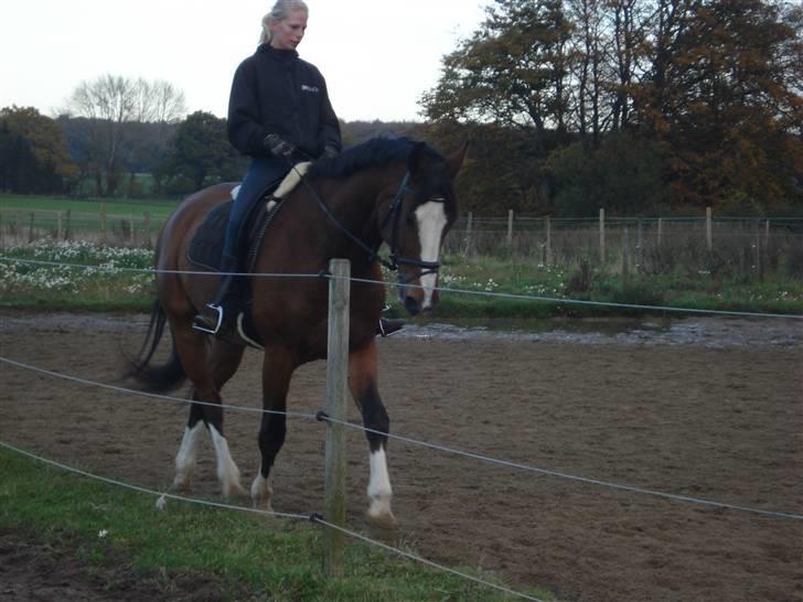 Dansk Varmblod Rocky billede 1