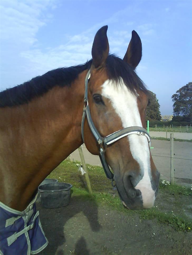 Dansk Varmblod Rocky billede 2