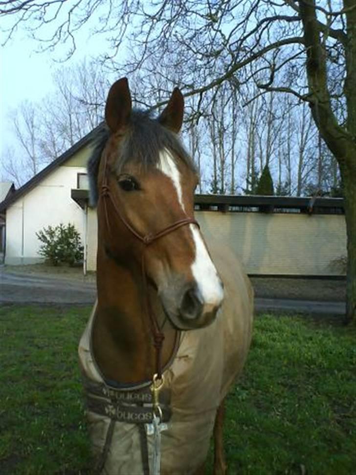 Hollandsk Sportspony Luna Stauslykke - den smukkeste pony<3 billede 13