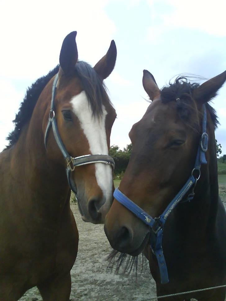 Dansk Varmblod Rocky billede 3