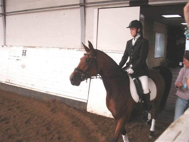 Arabisk fuldblod (OX) Malek (Tidligere redet) - På vej ind på dressur banen billede 12