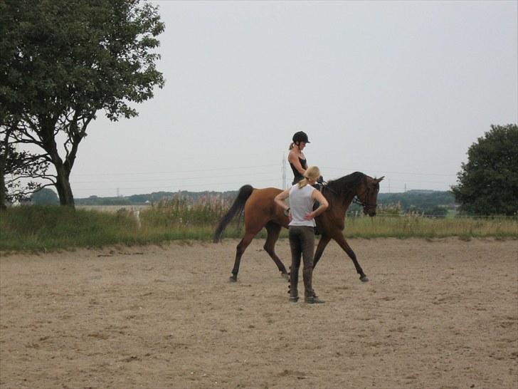 Arabisk fuldblod (OX) Malek (Tidligere redet) - Dressur undervisning billede 13