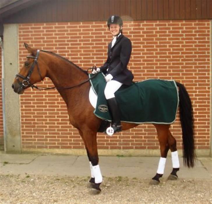 Arabisk fuldblod (OX) Malek (Tidligere redet) - Så er stævnet overstået og Malek vil gerne hjem.. billede 14