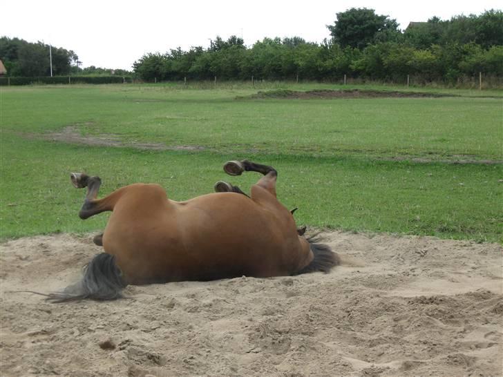 Arabisk fuldblod (OX) Malek (Tidligere redet) - Rulle rulle.. billede 15