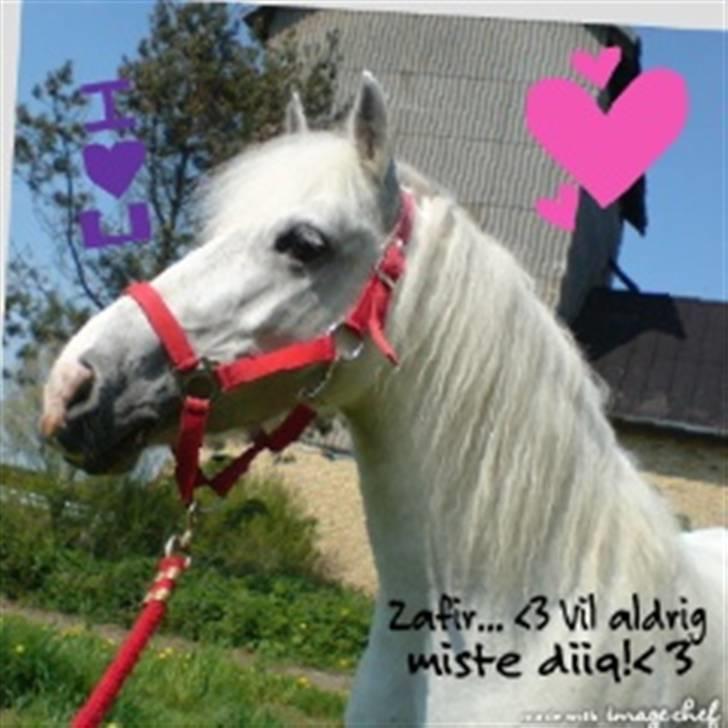 Anden særlig race Zafir : D - I <3 YOU billede 8